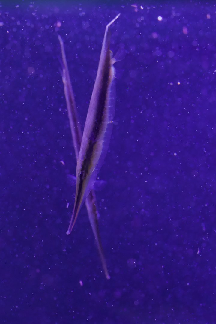 Coral Shrimpfish/ Aeoliscus strigatus