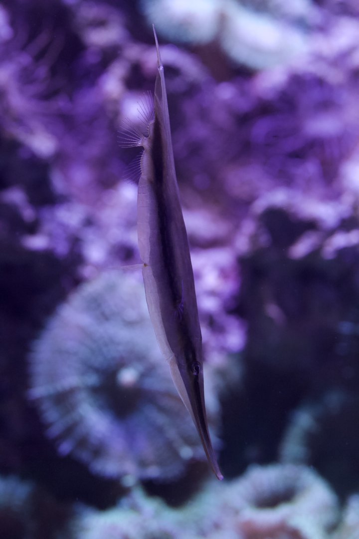 Coral Shrimpfish/ Aeoliscus strigatus