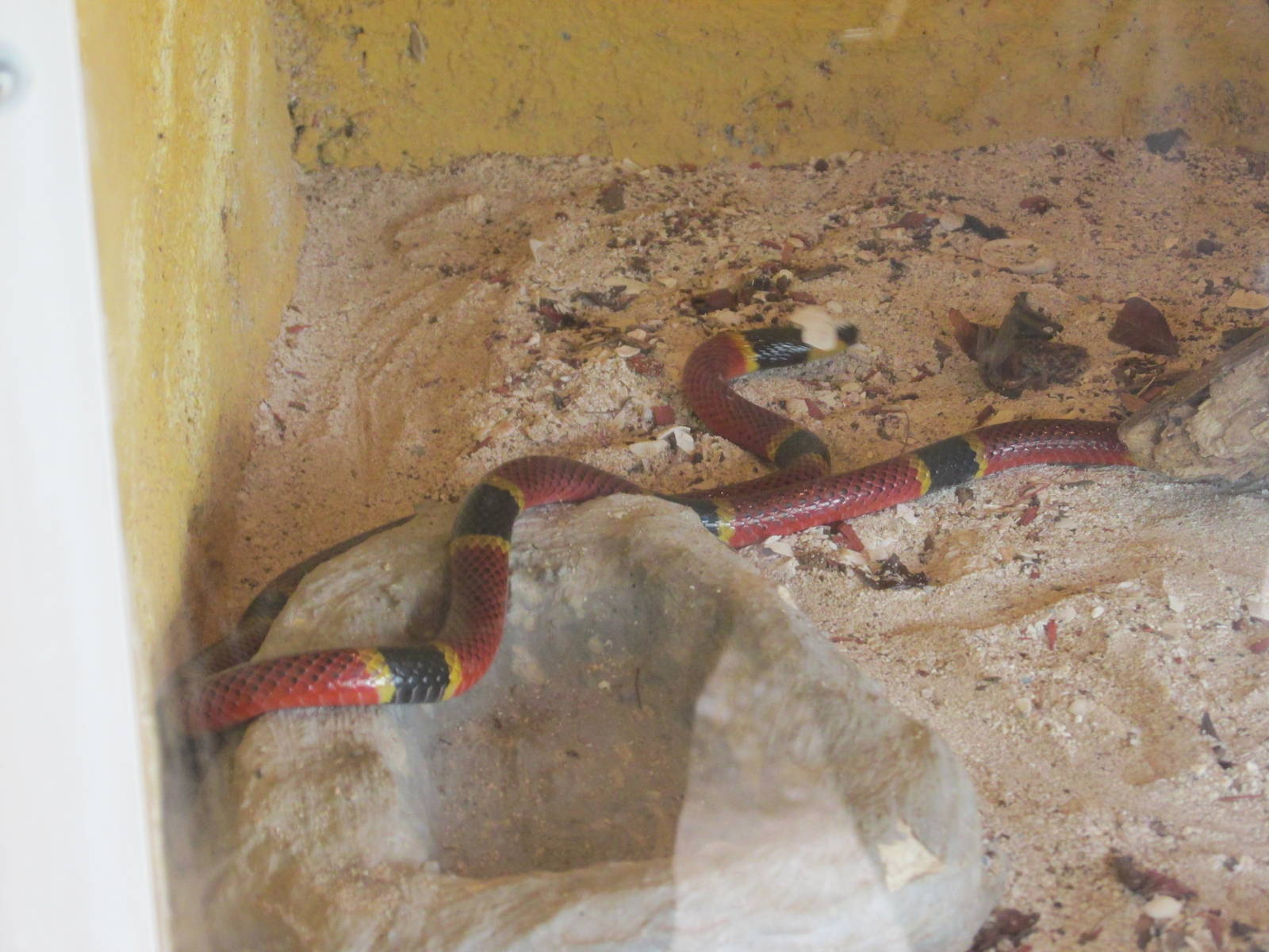 coral snake animaya