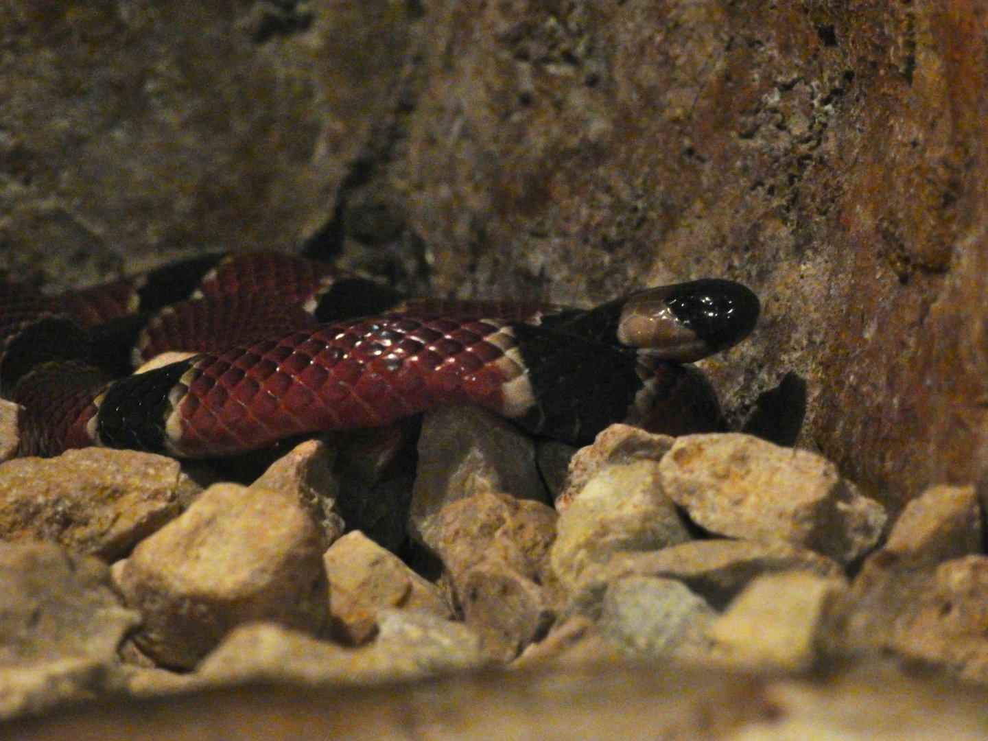 Coral Snake (ID?)