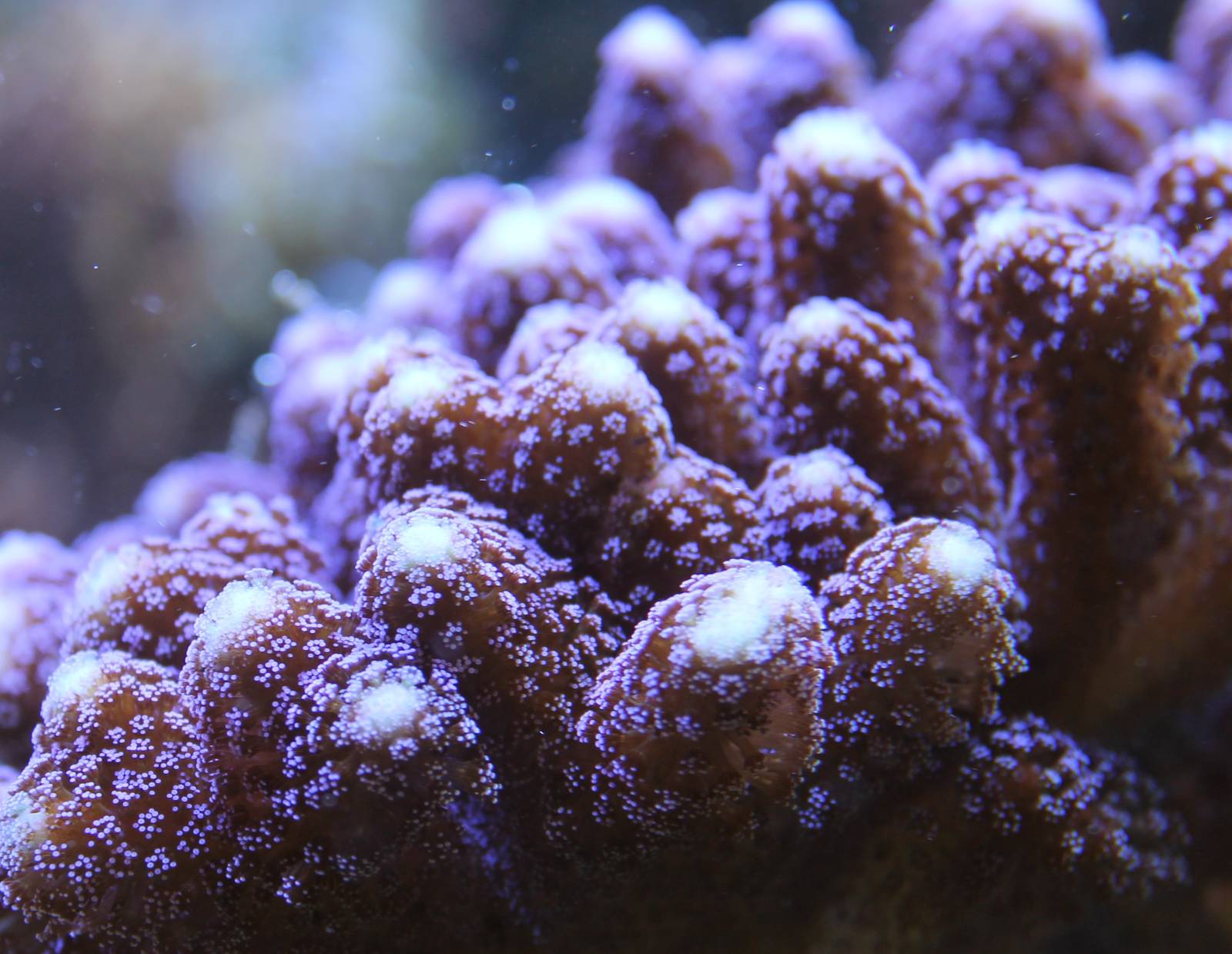 Coral species