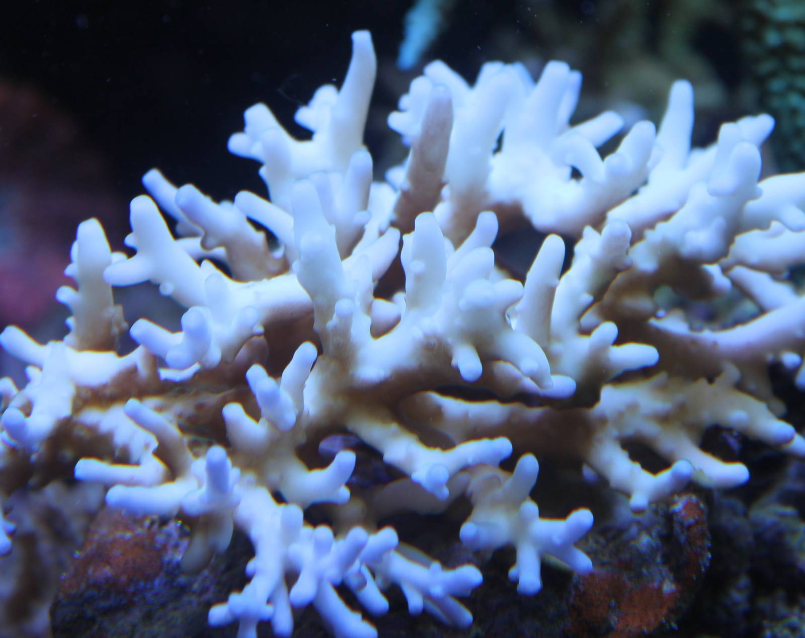Coral species