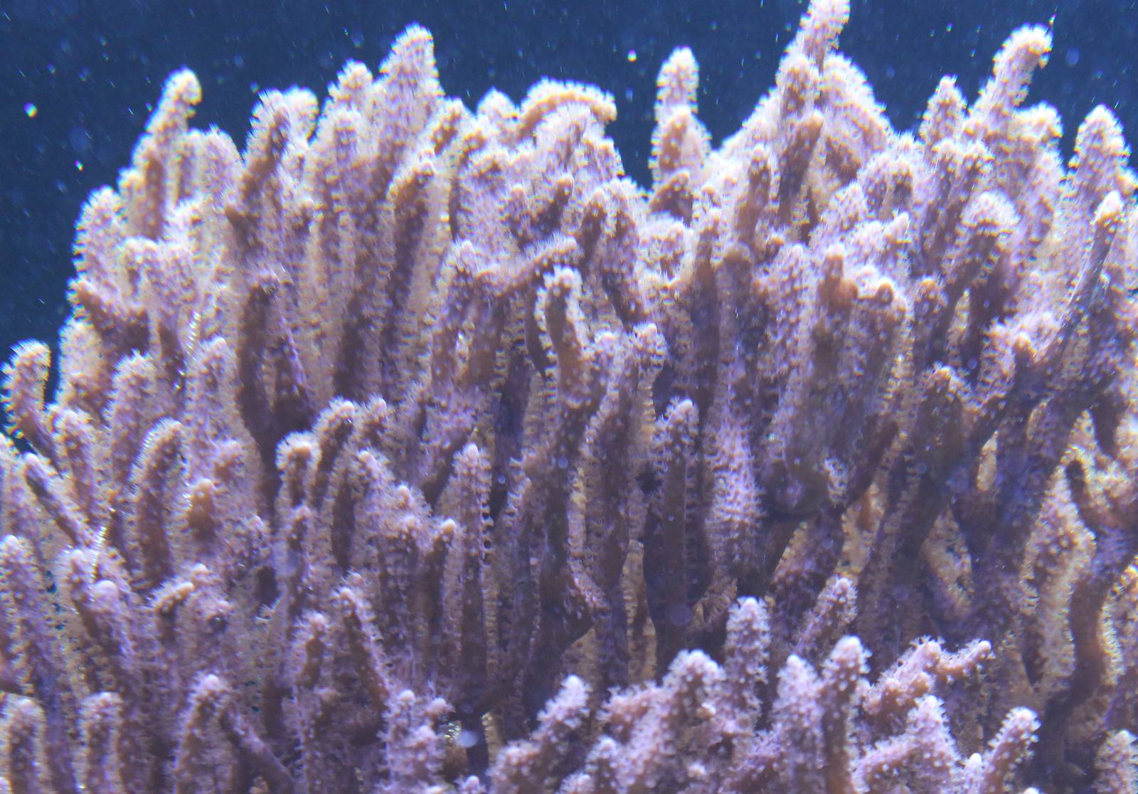 Coral species