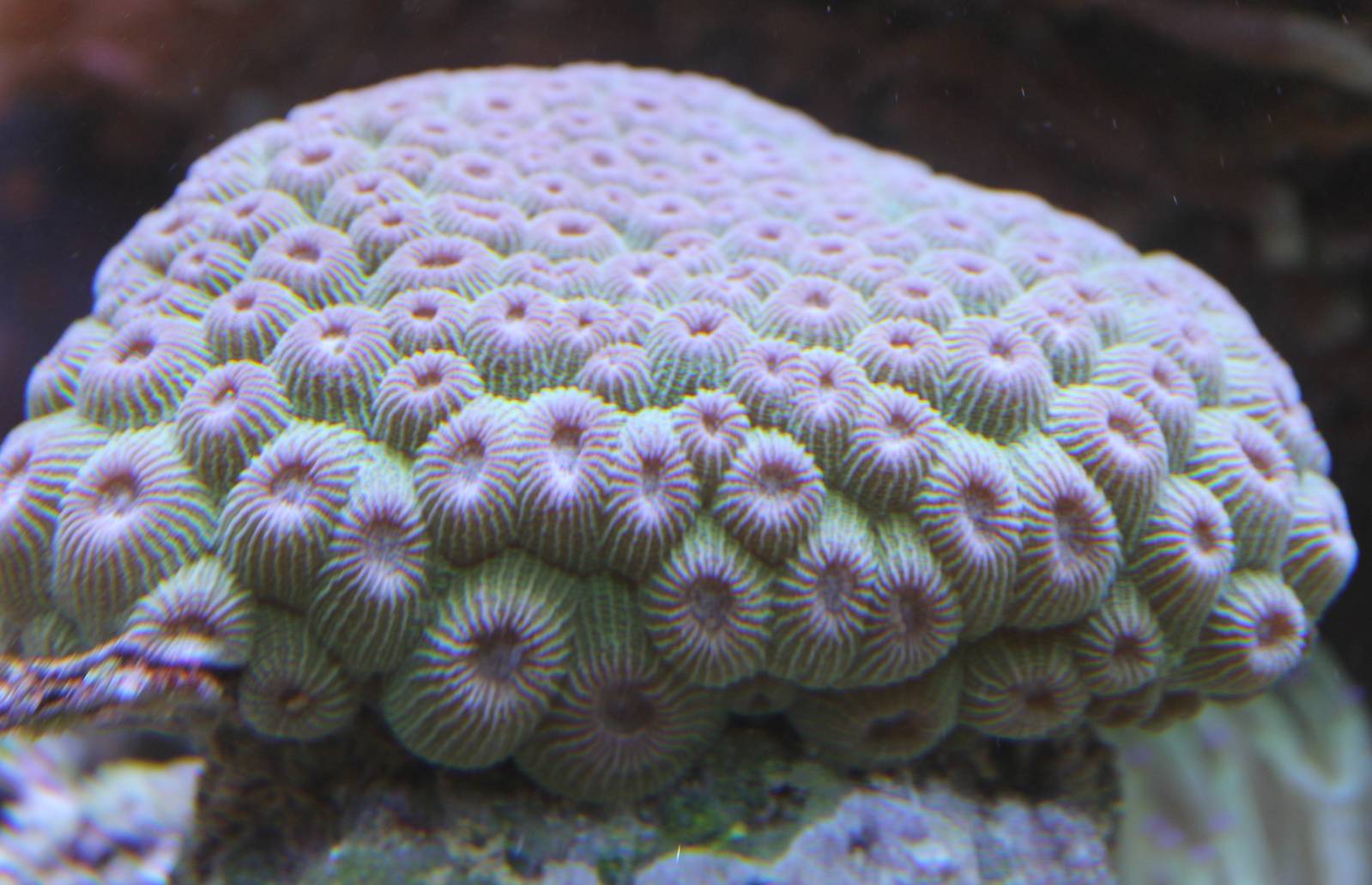 Coral species