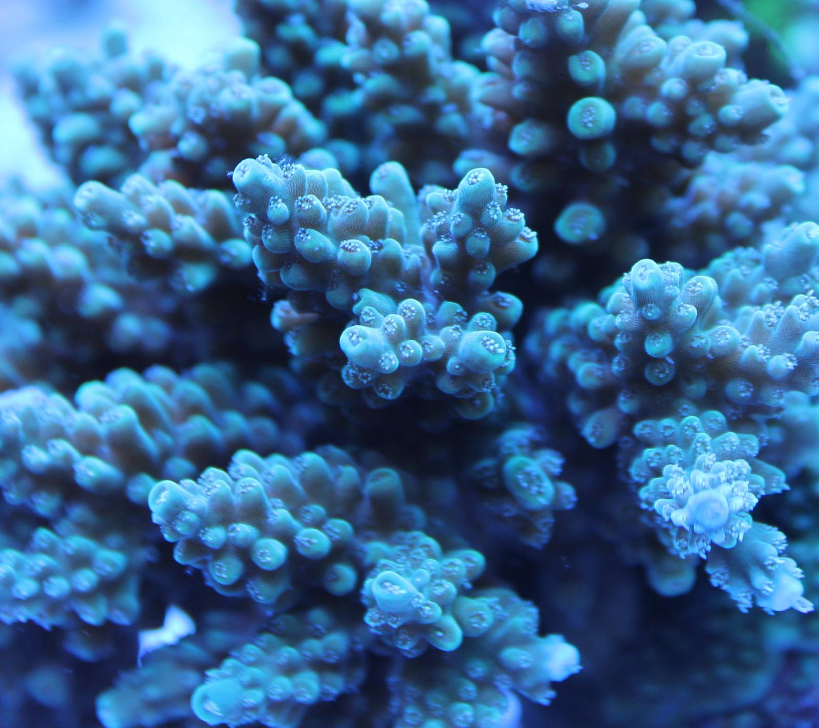 Coral species