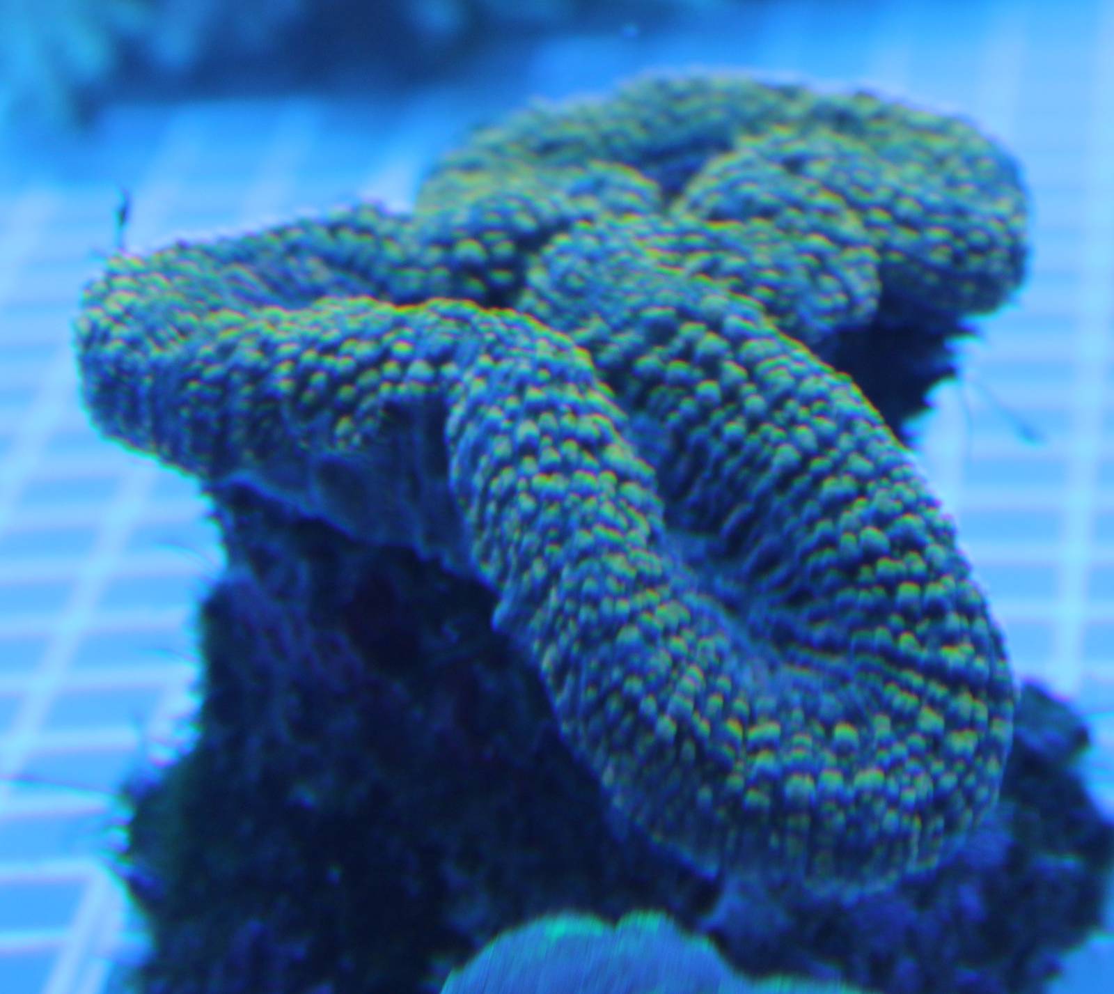 Coral species