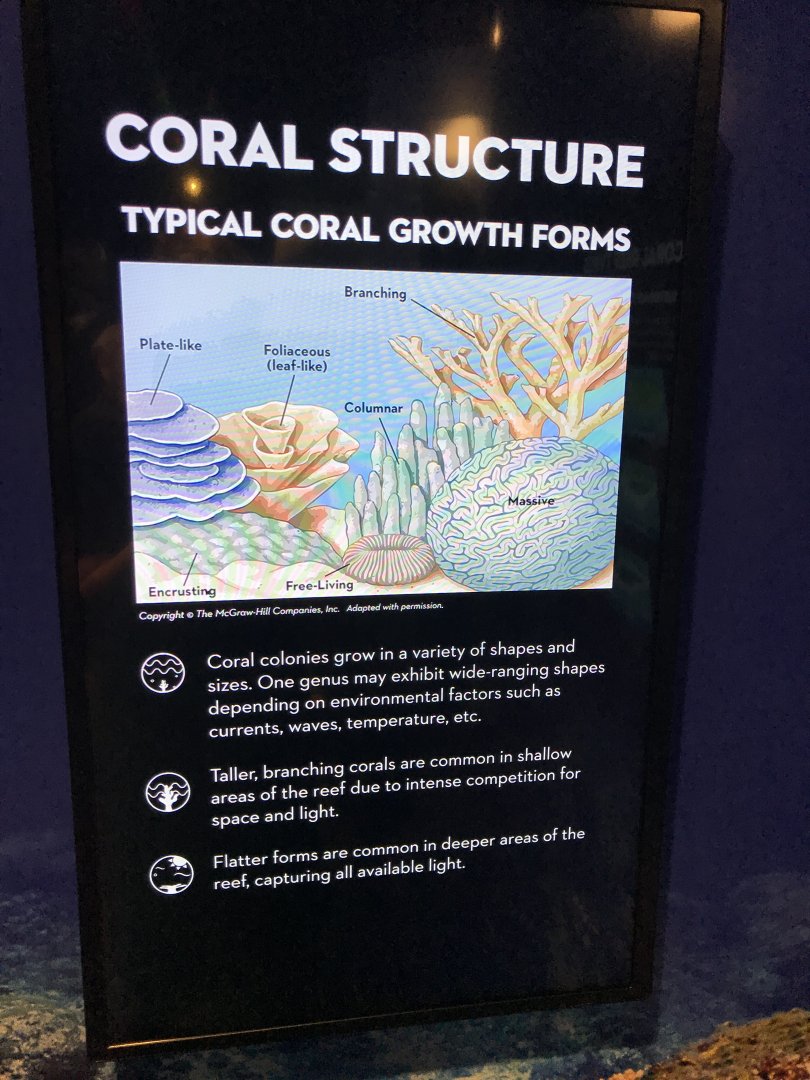 Coral structure chart