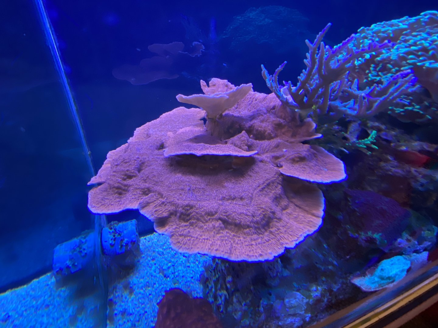 Coral tank 070123