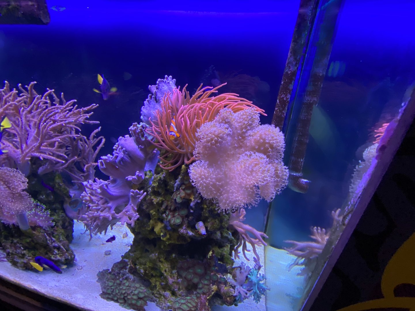 Coral tank 070123