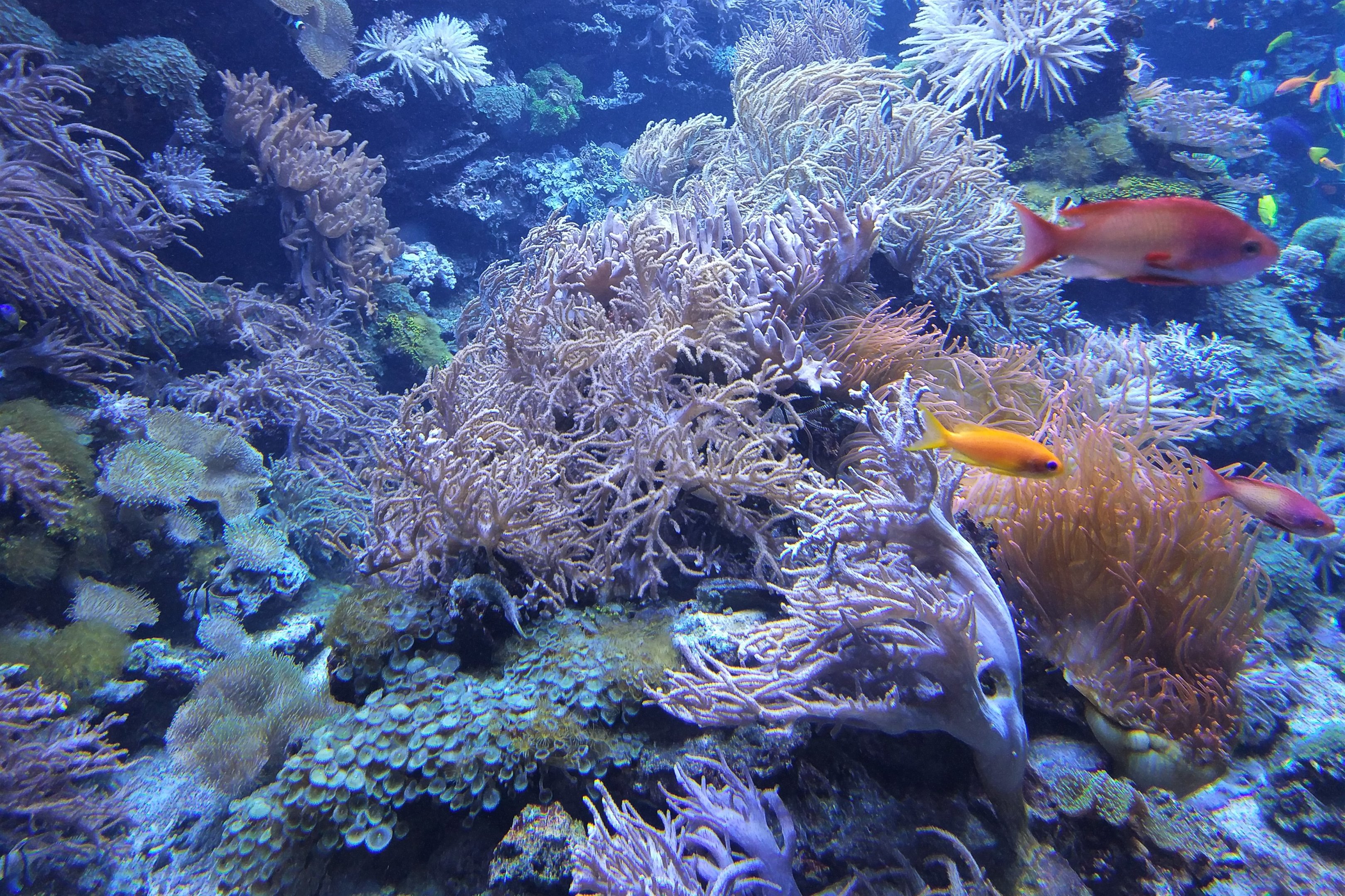 Coral Tank - Aquarium