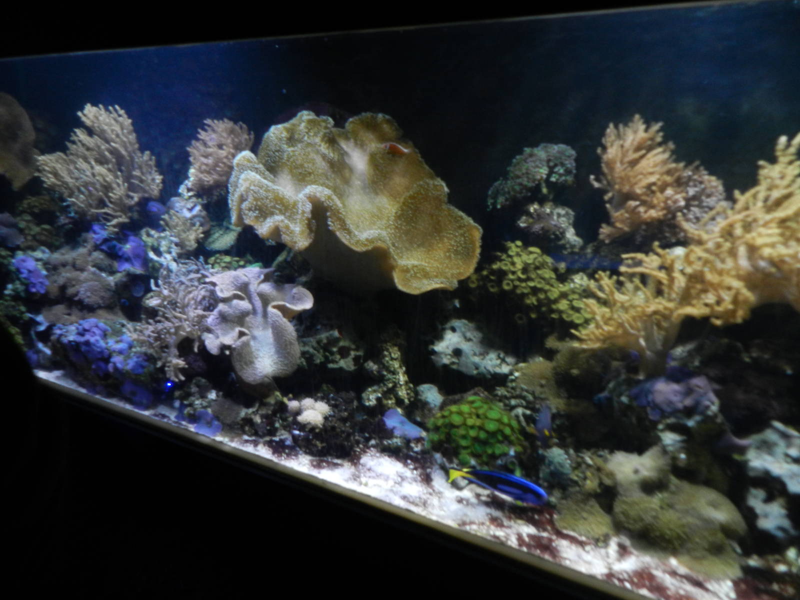 Coral Tank at SEA LIFE Scarborough - 26/08/2012