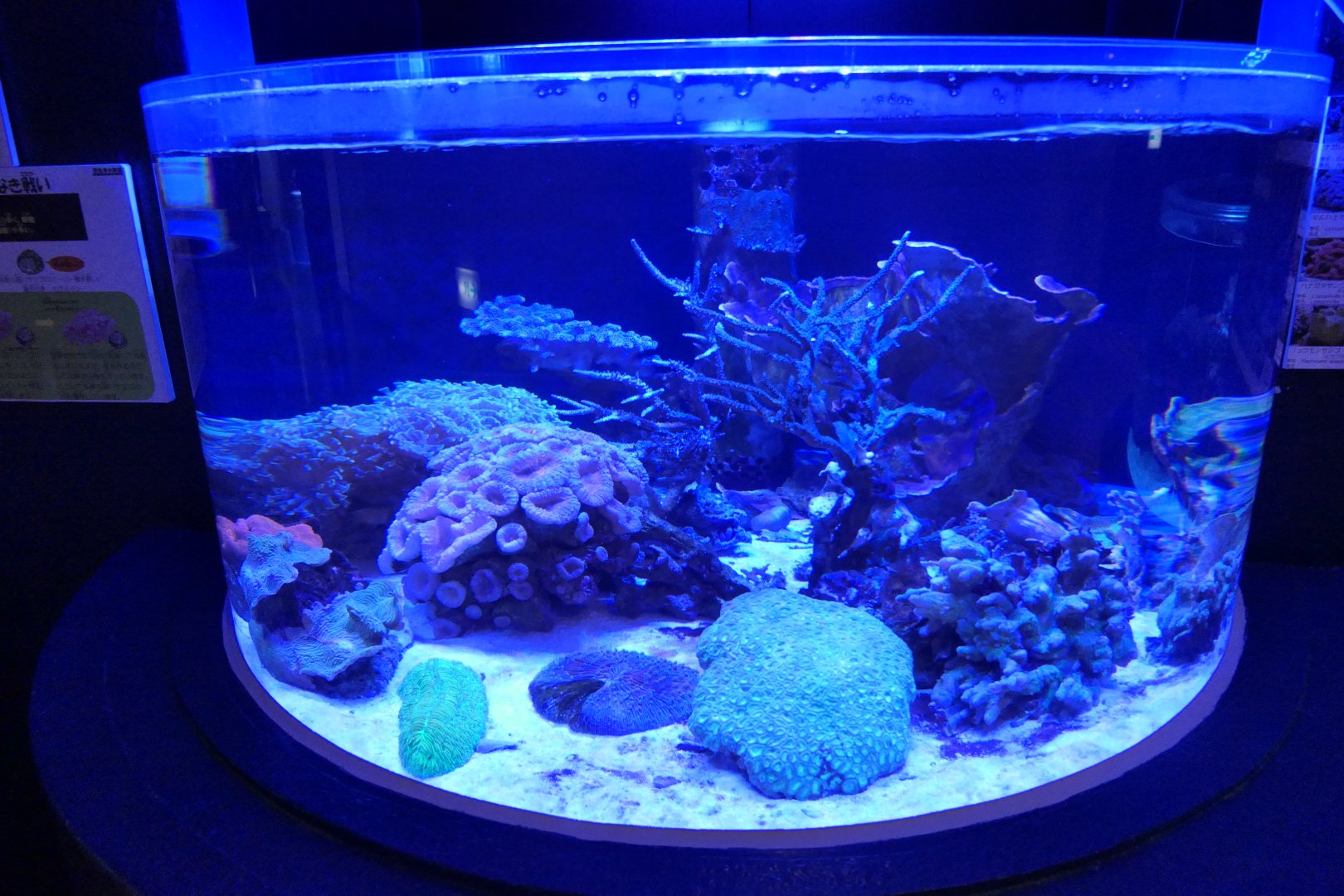 Coral tank - Uozu Aquarium