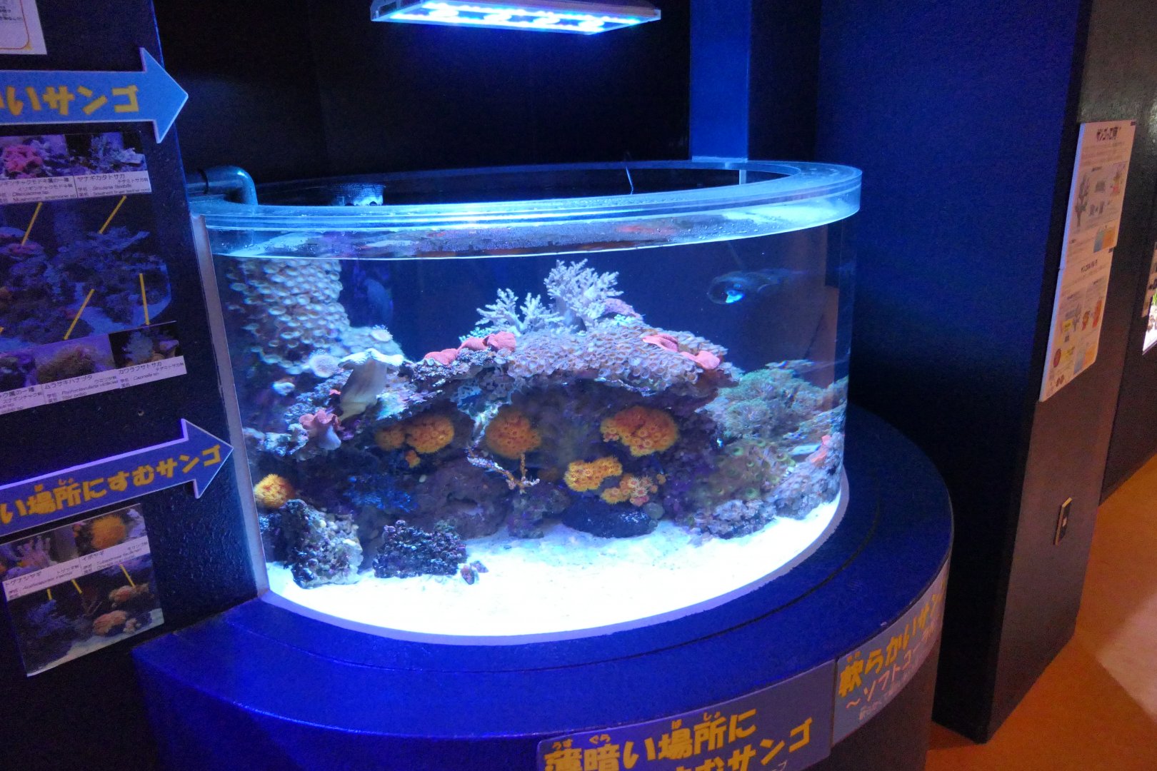 Coral tank - Uozu Aquarium