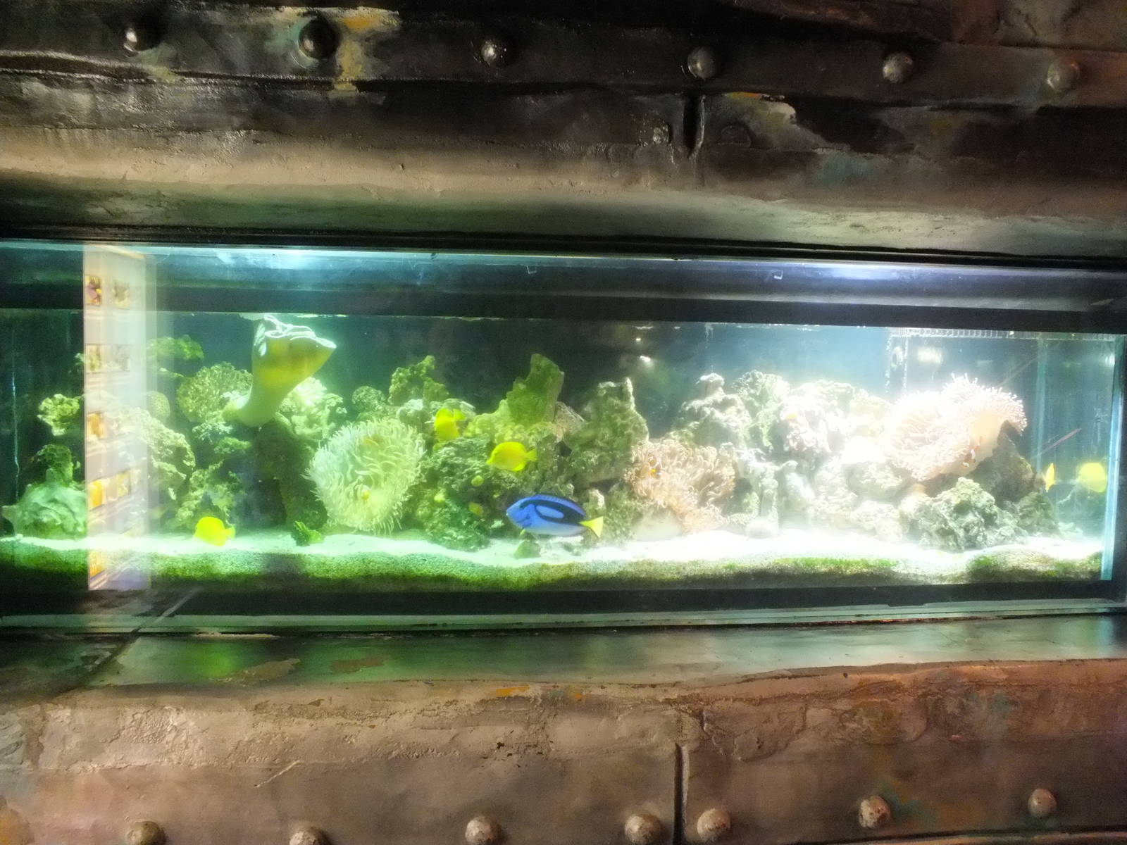 Coral Tank