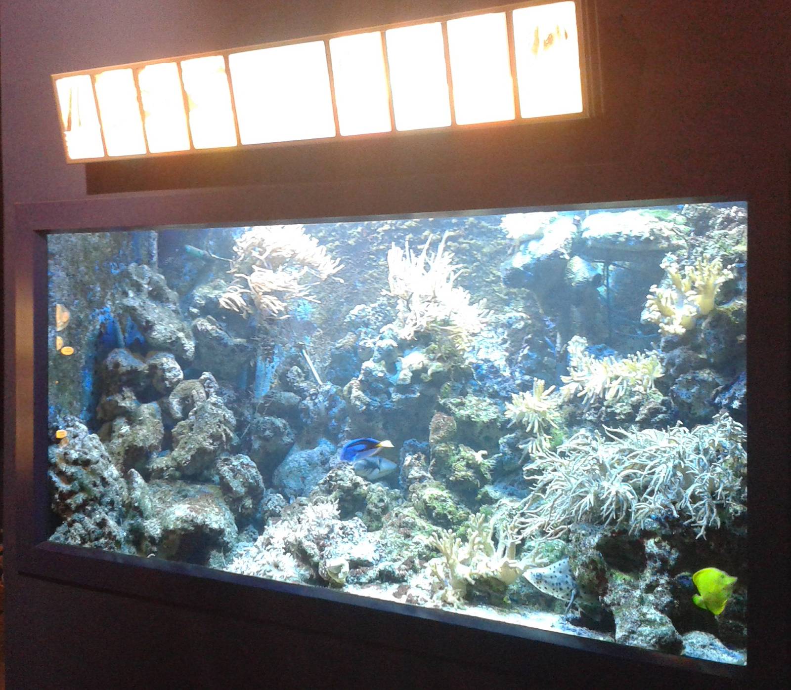 coral tank
