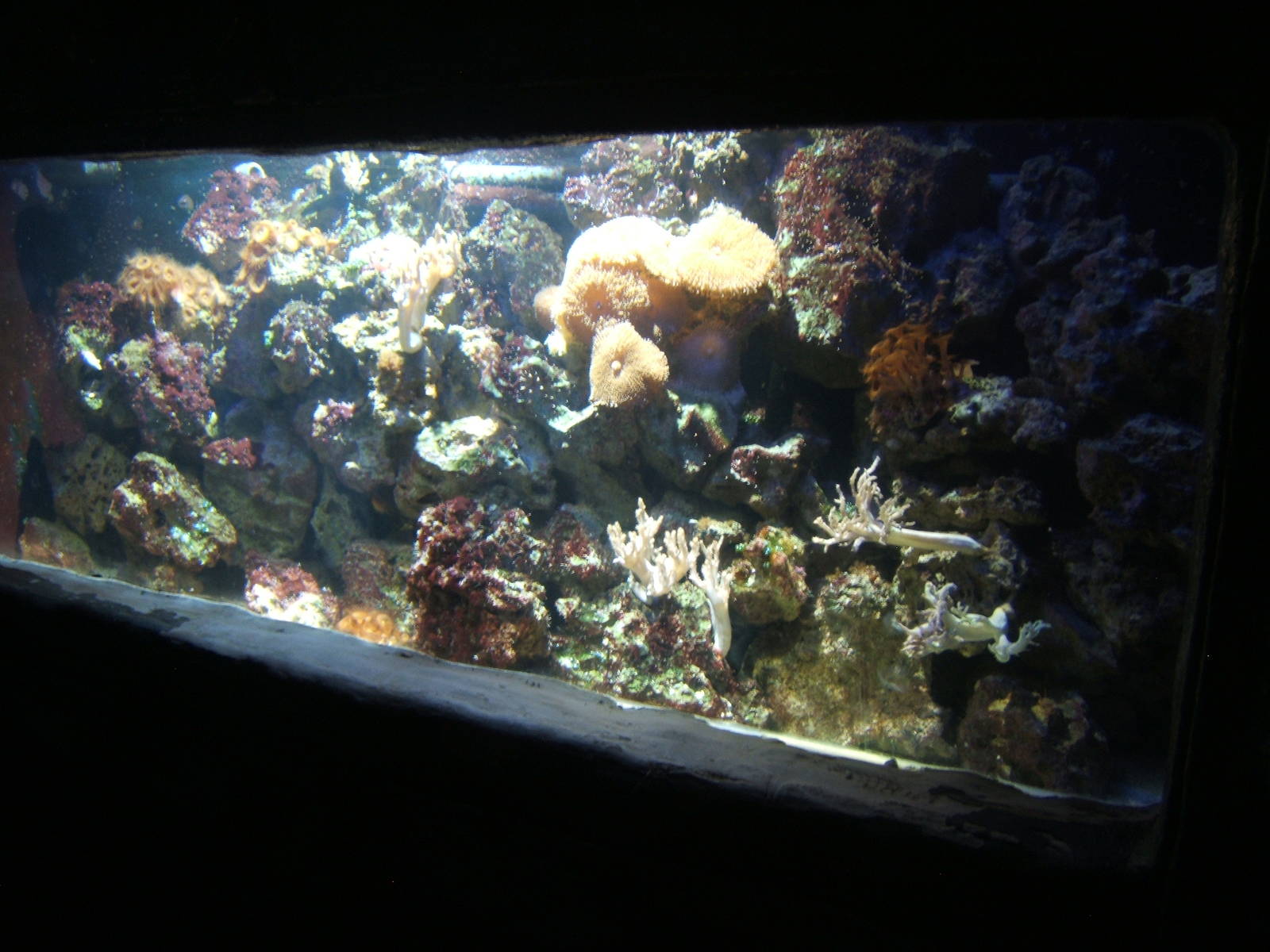 Coral tank