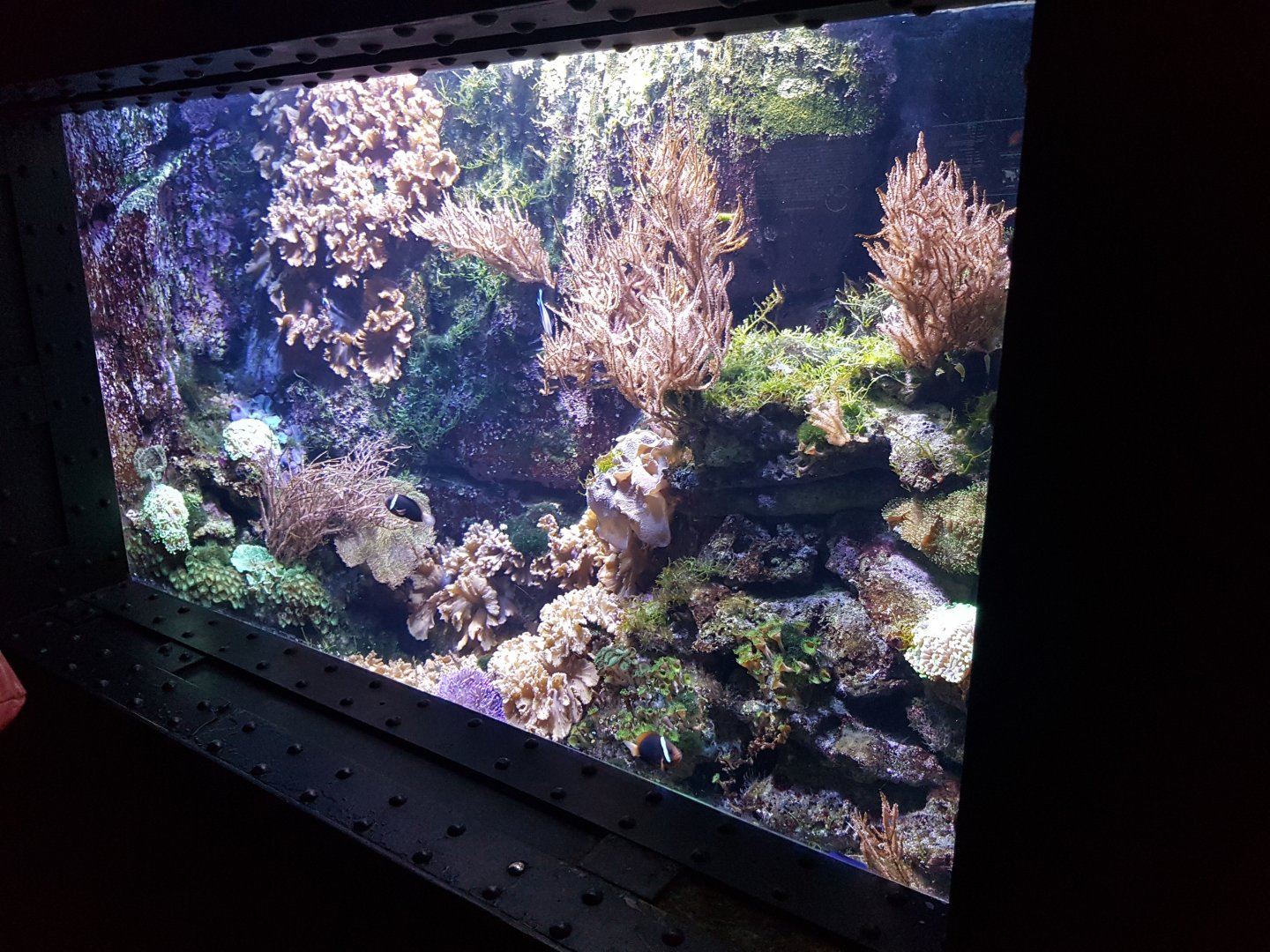 Coral-tank