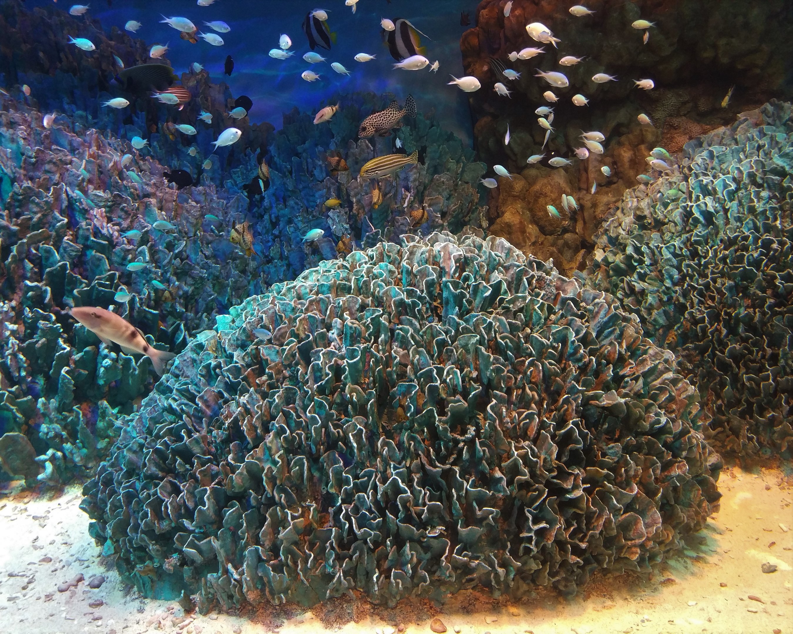 Coral Tank