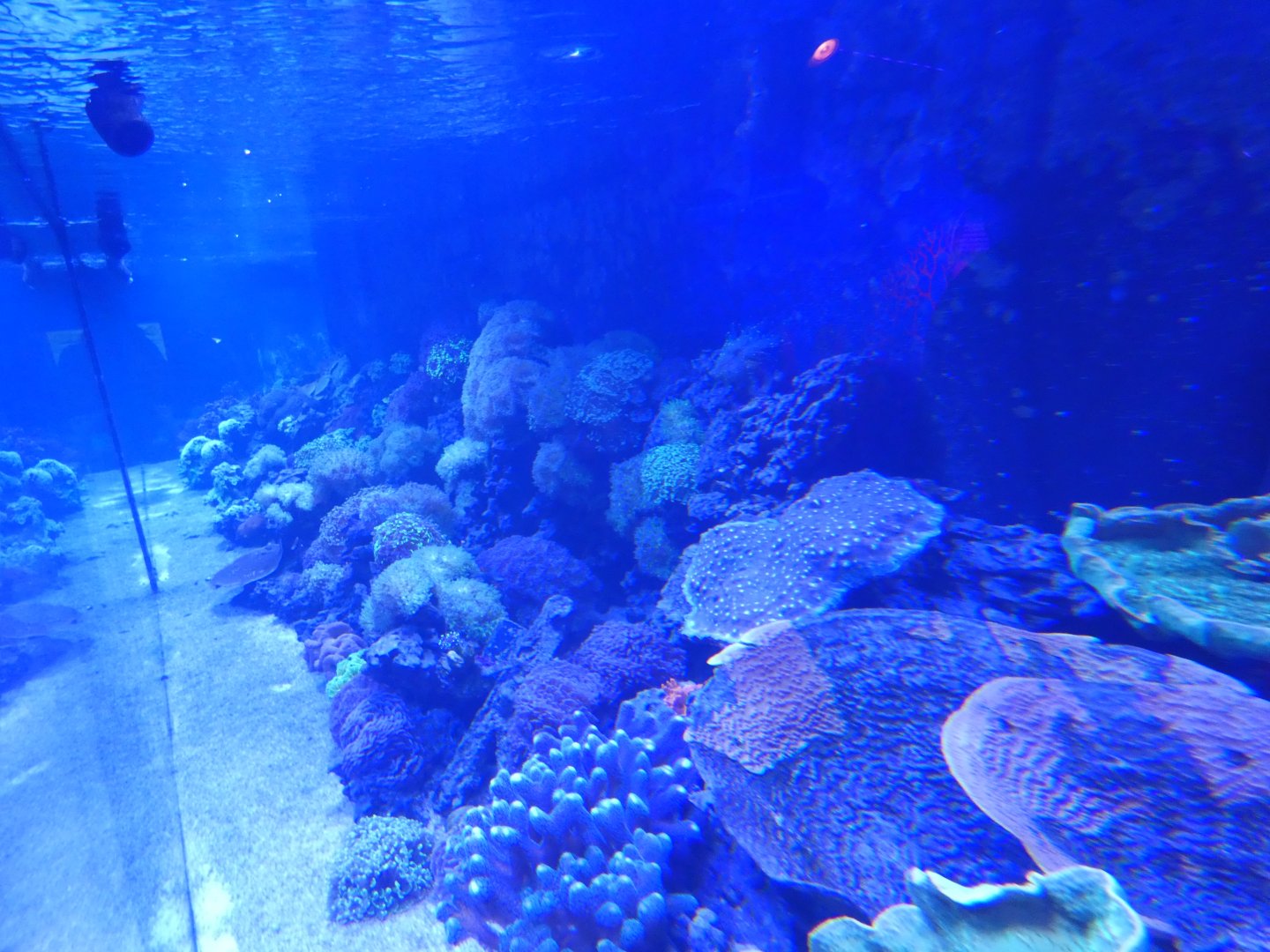 Coral tank