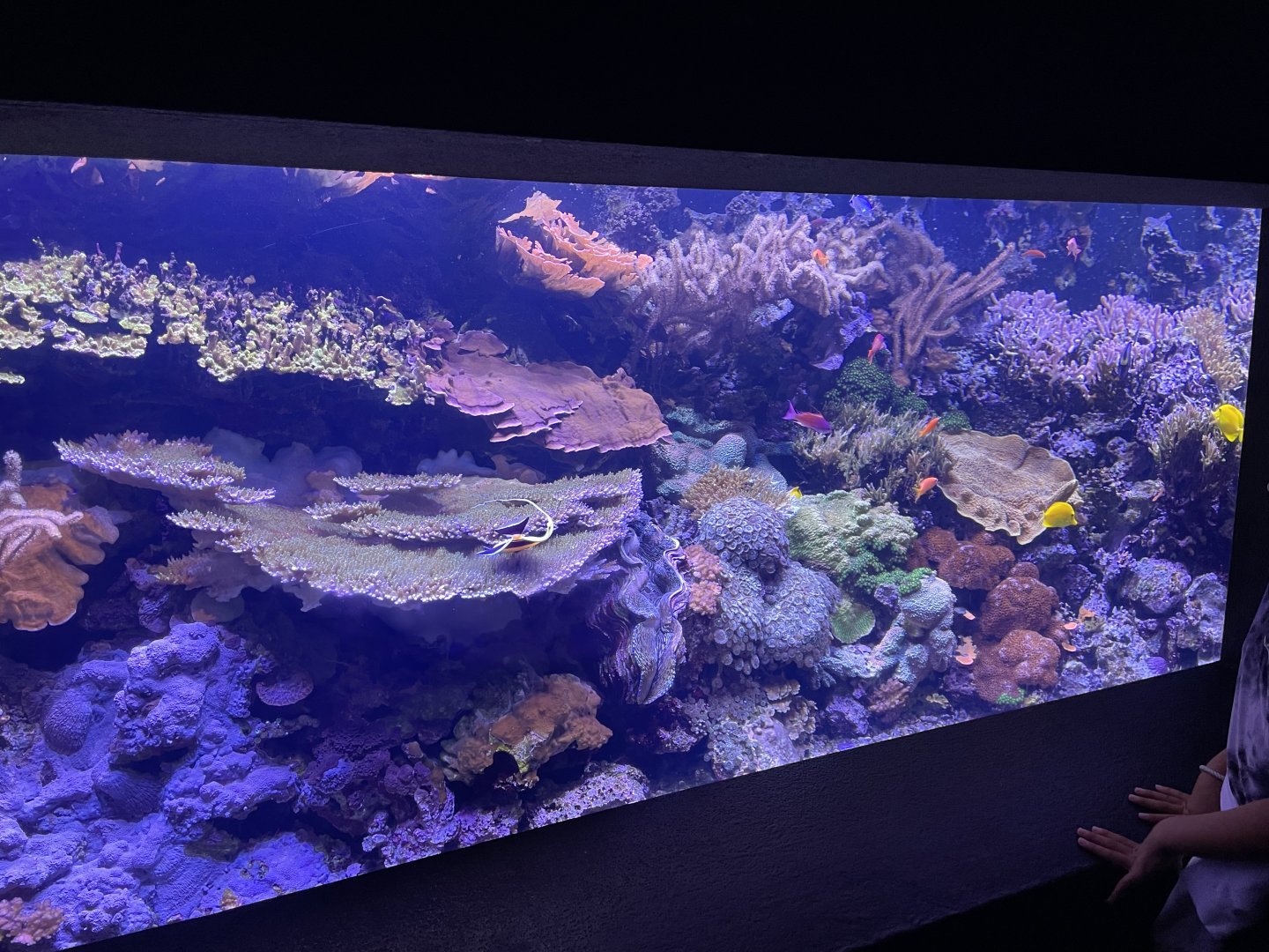 Coral Tank