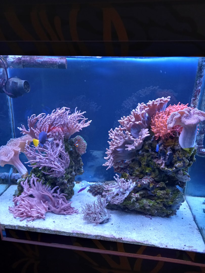 Coral Tank