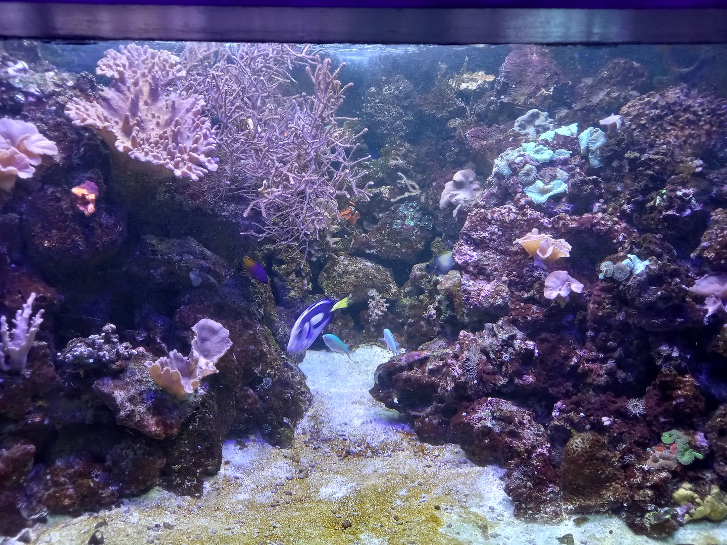 Coral Tank