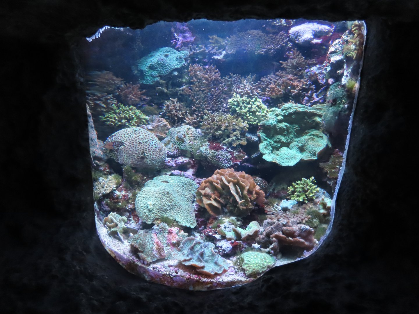 Coral tank