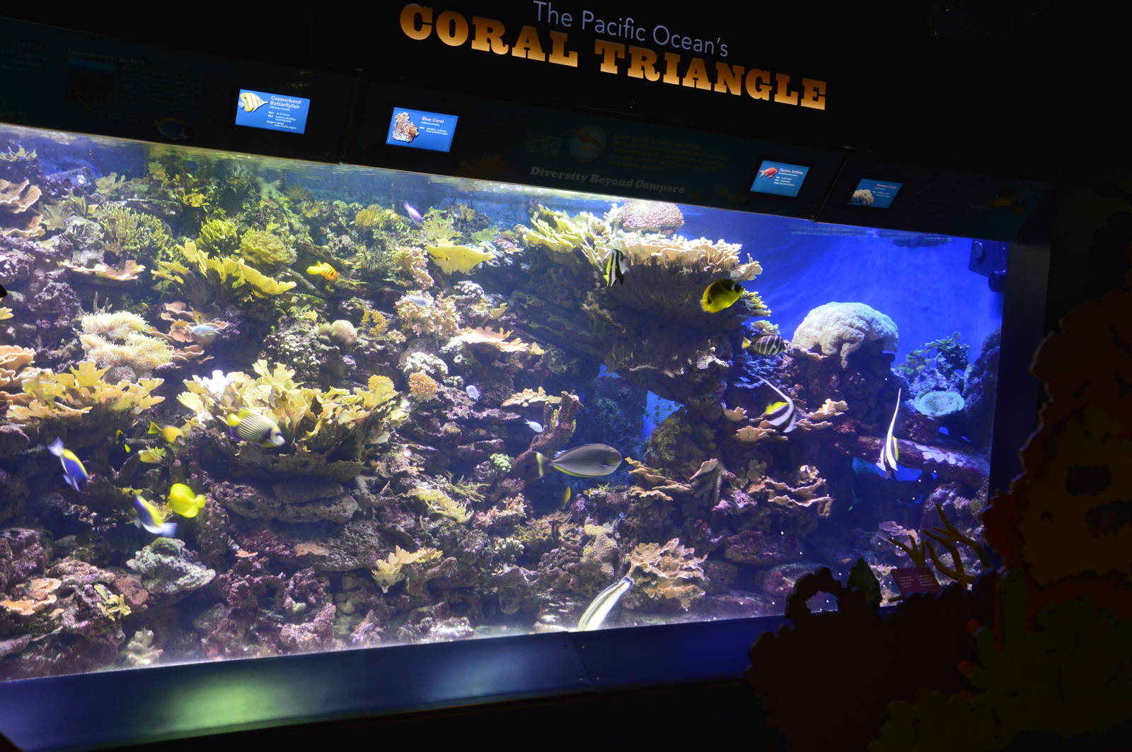 Coral Triangle 021215