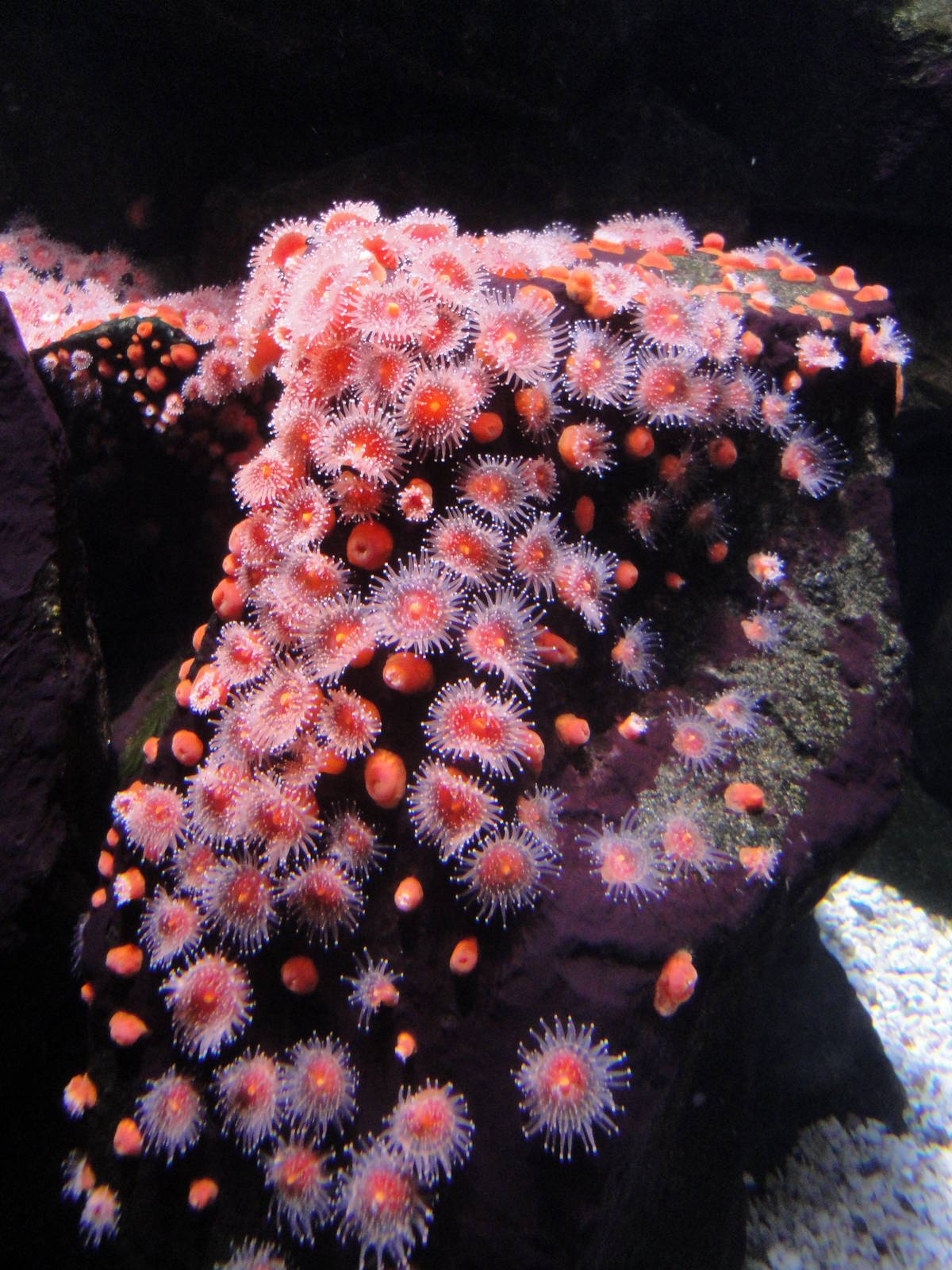 Coral??