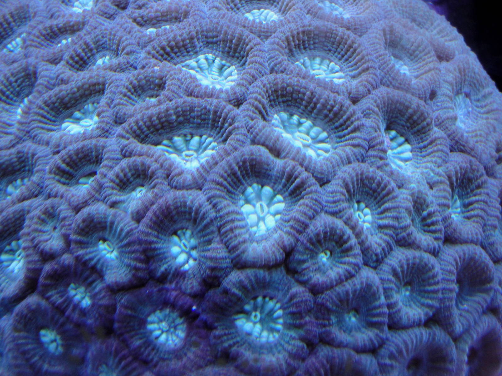 Coral