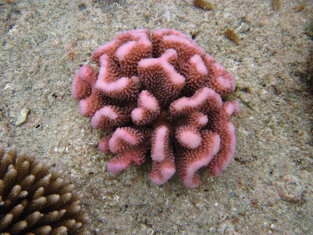 Coral