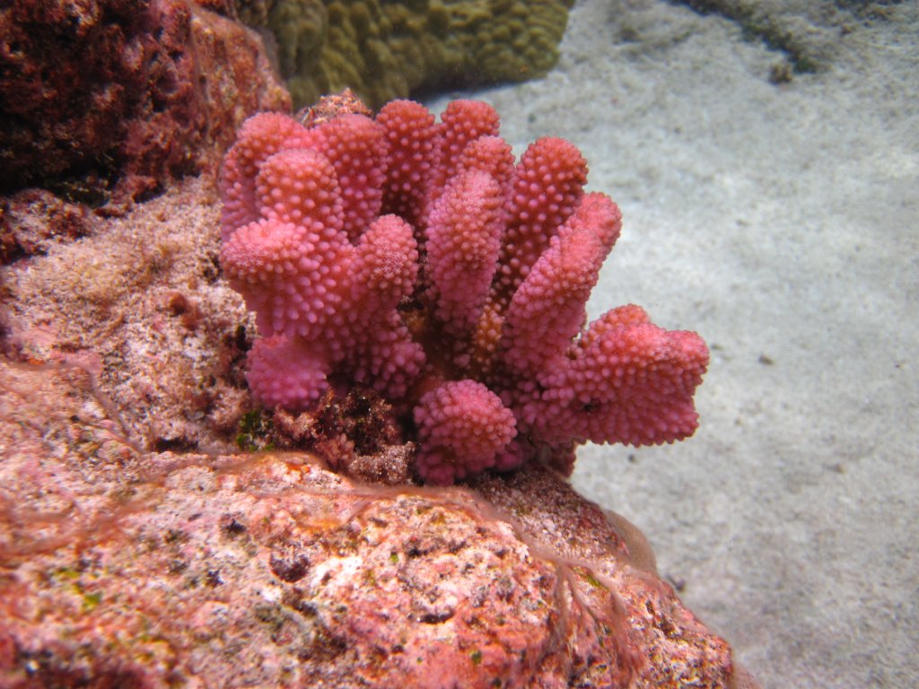 Coral