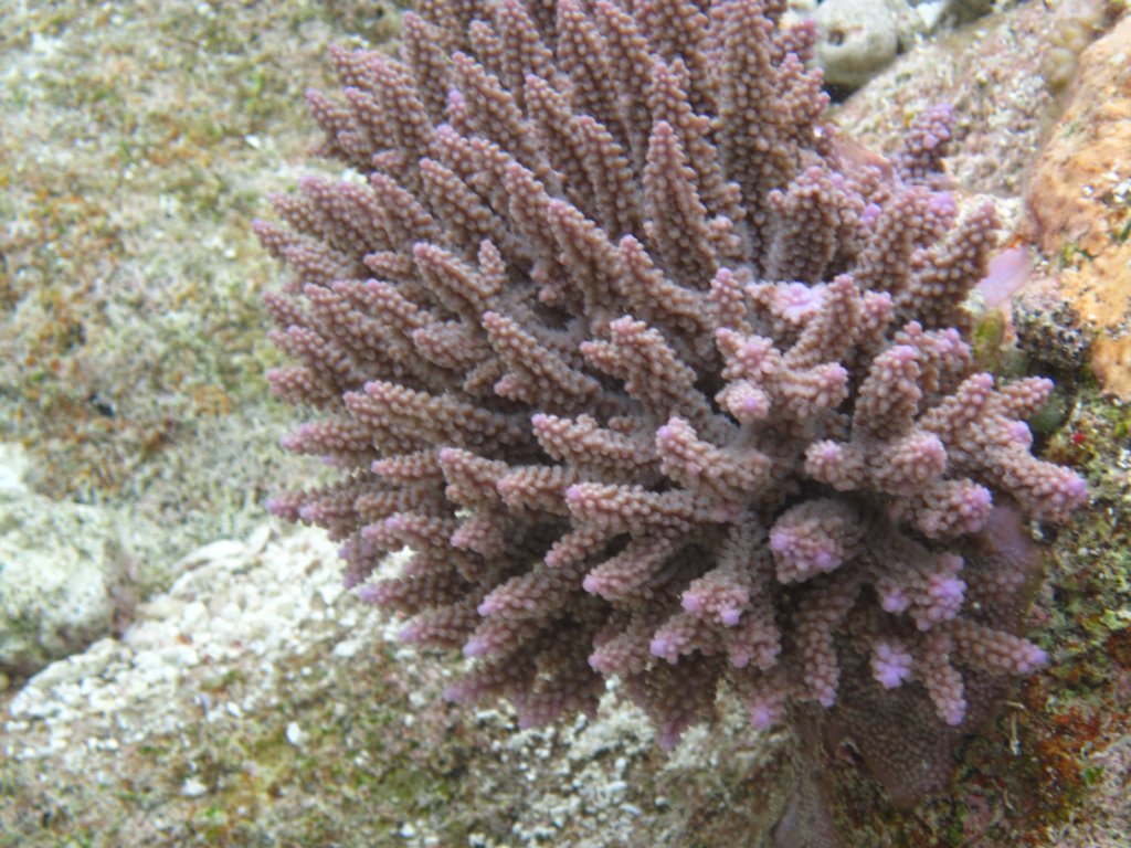 Coral