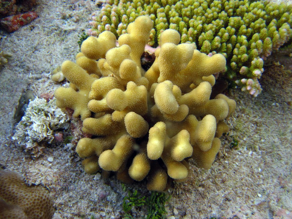 Coral