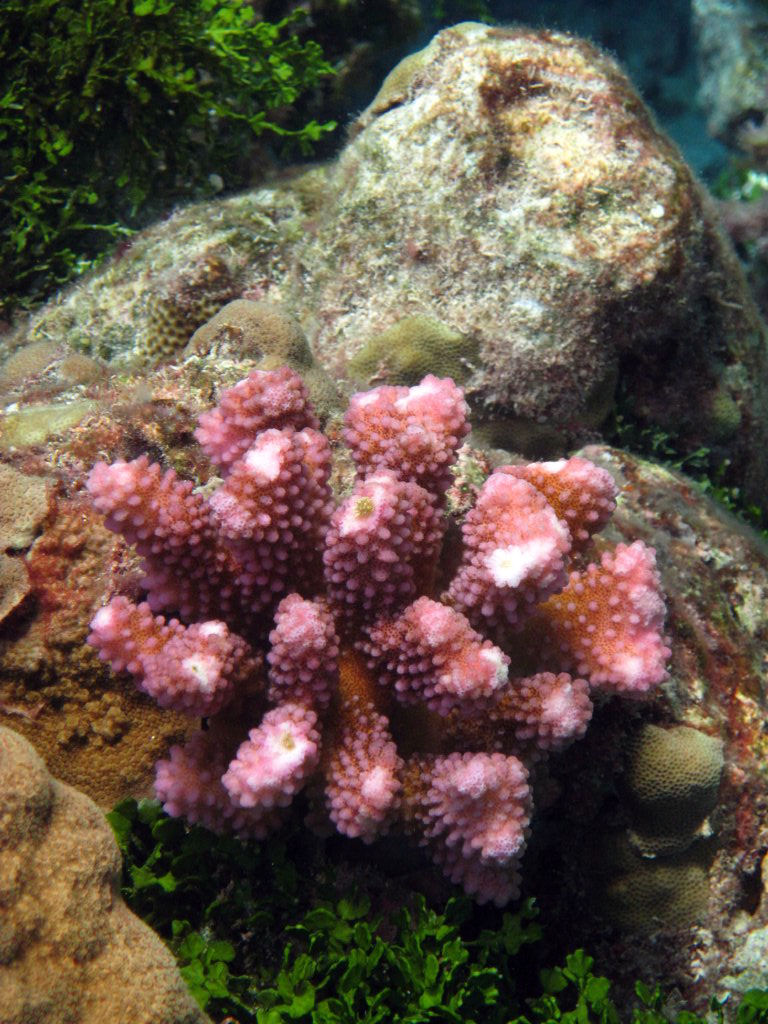 Coral