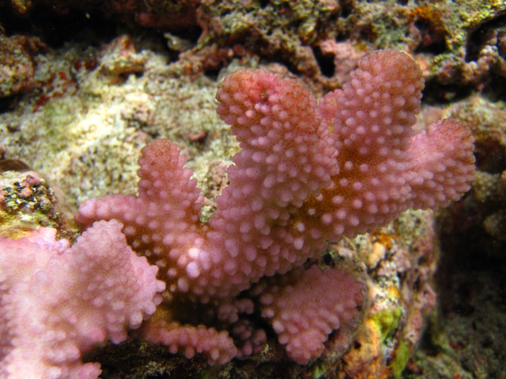 Coral