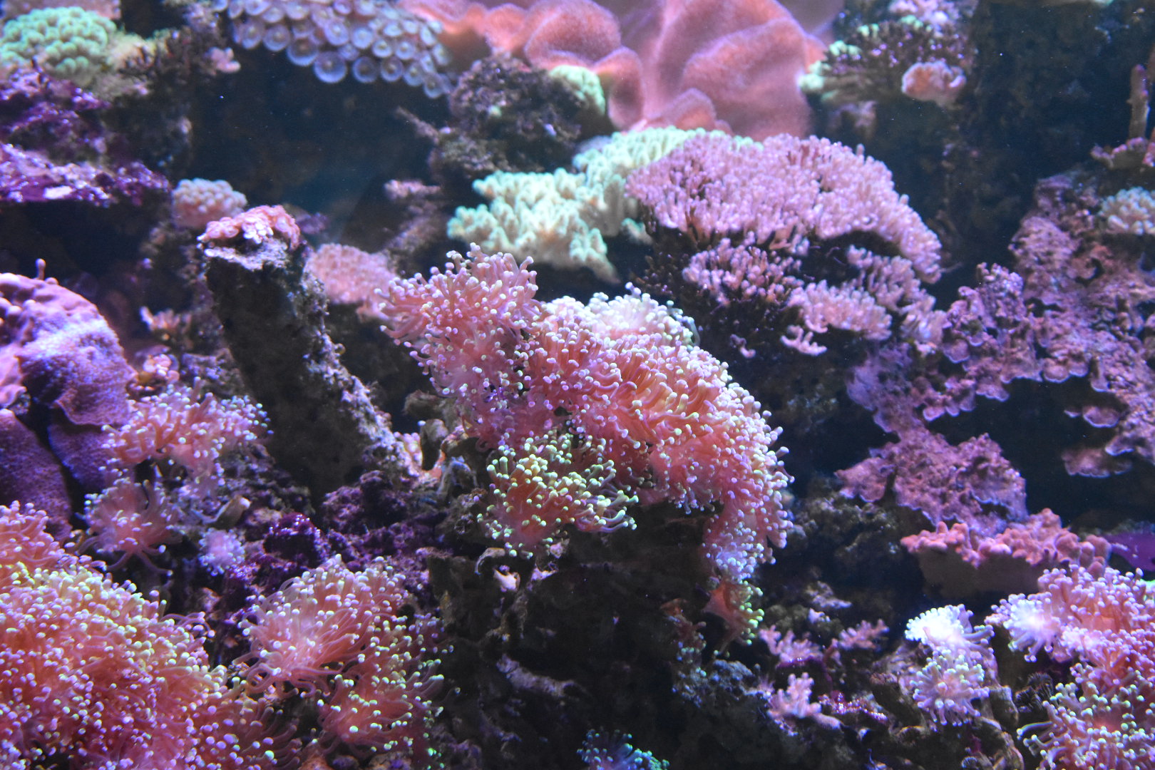 Coral