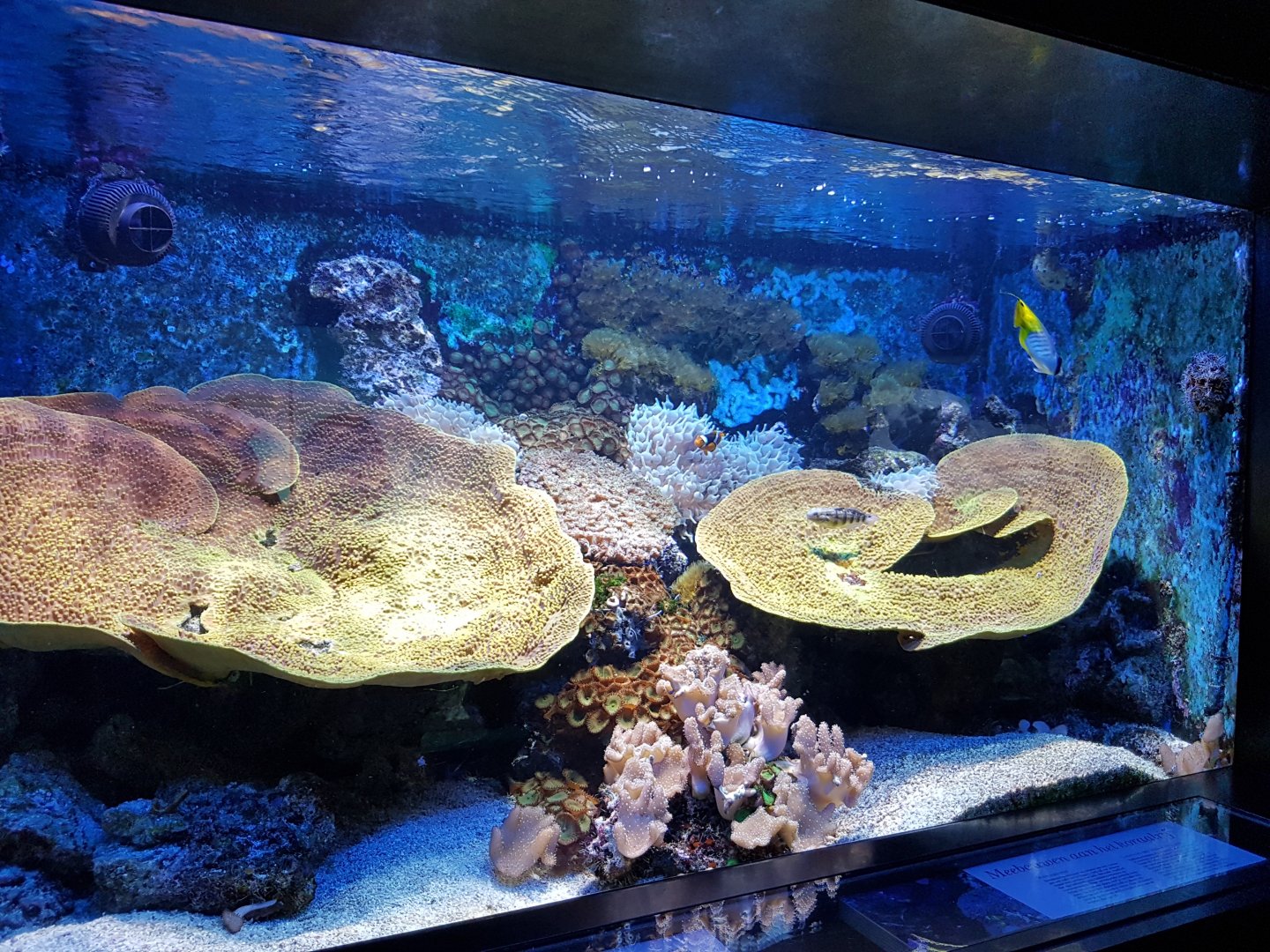 Coralaquarium with Threadfin Butterflyfish and some others