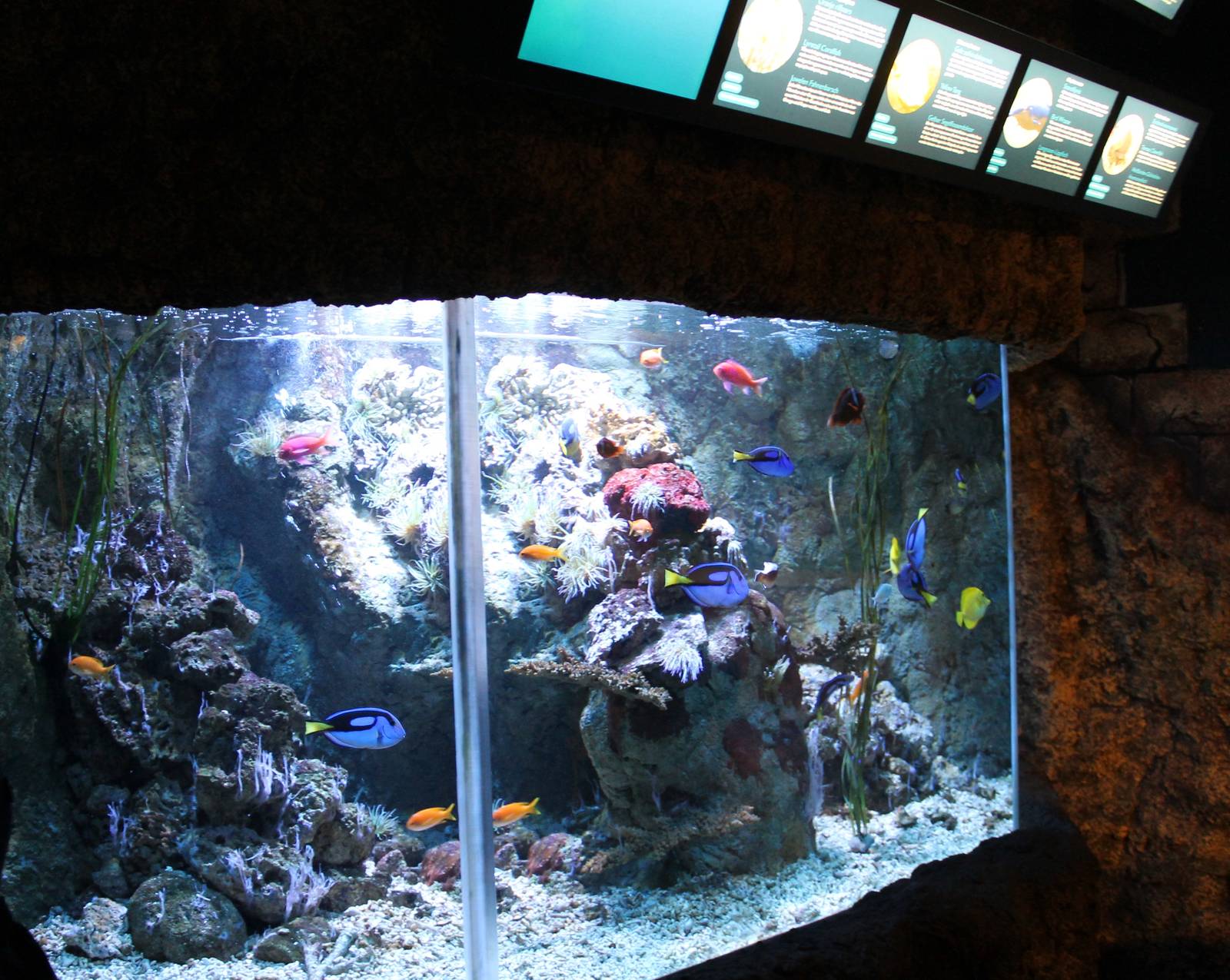 Coralfish aquarium
