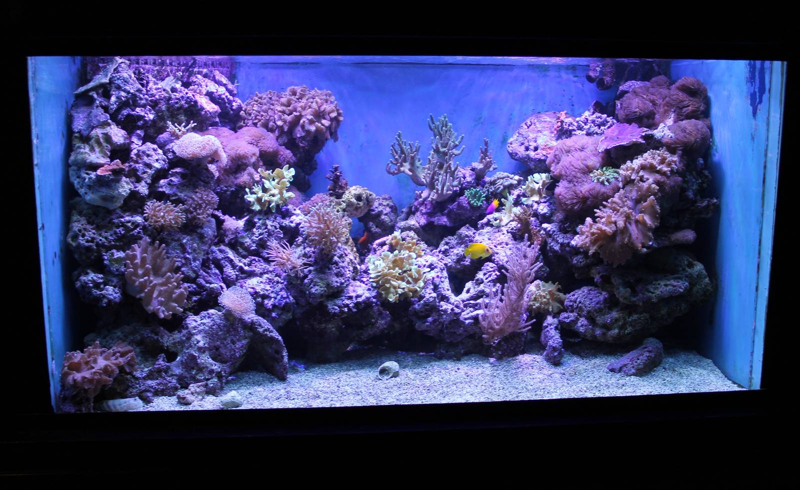 Coralfish aquarium