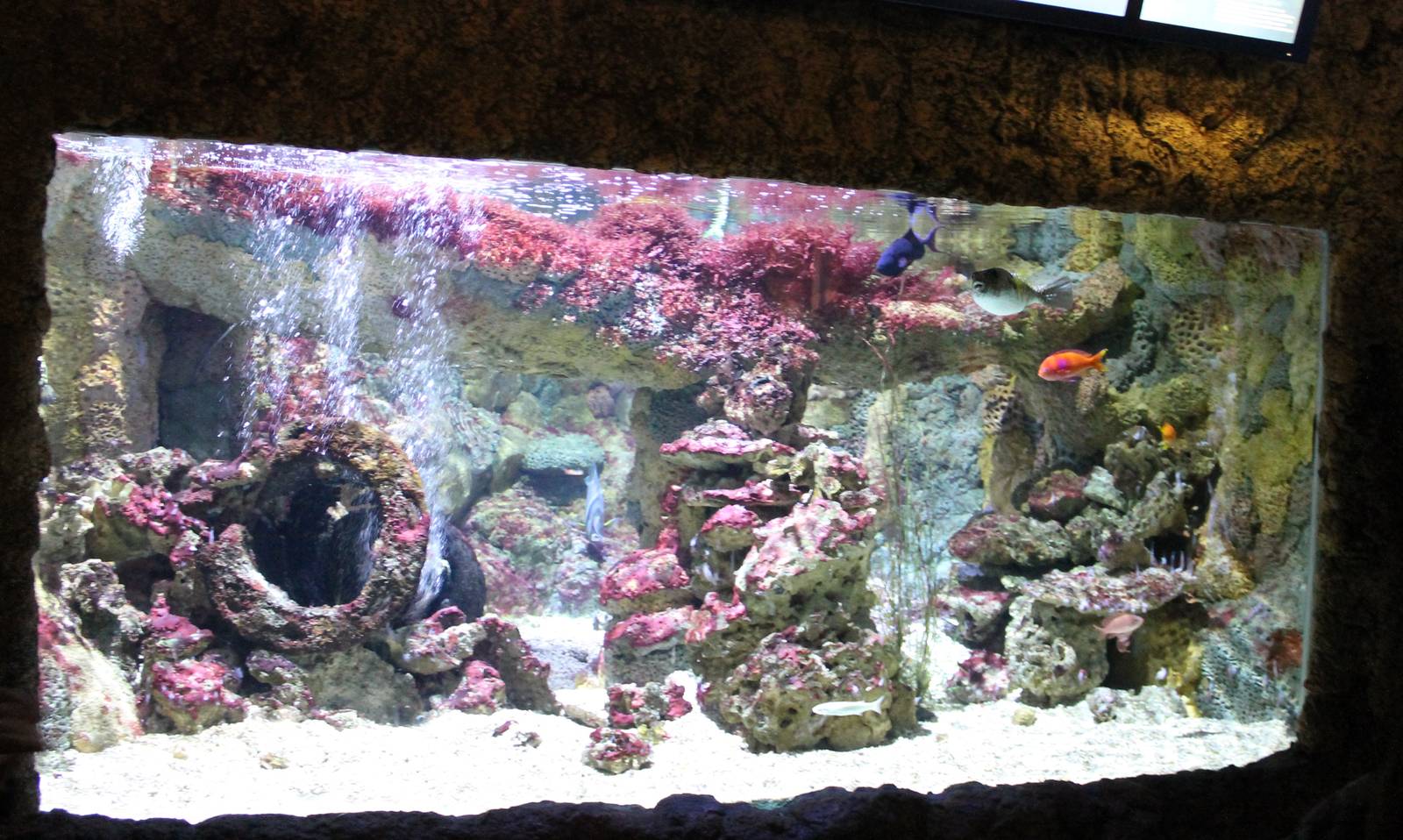 Coralfish tank