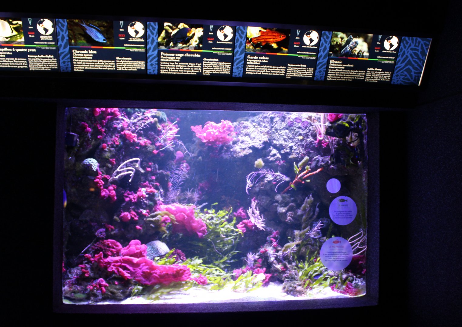 Coralfish tank