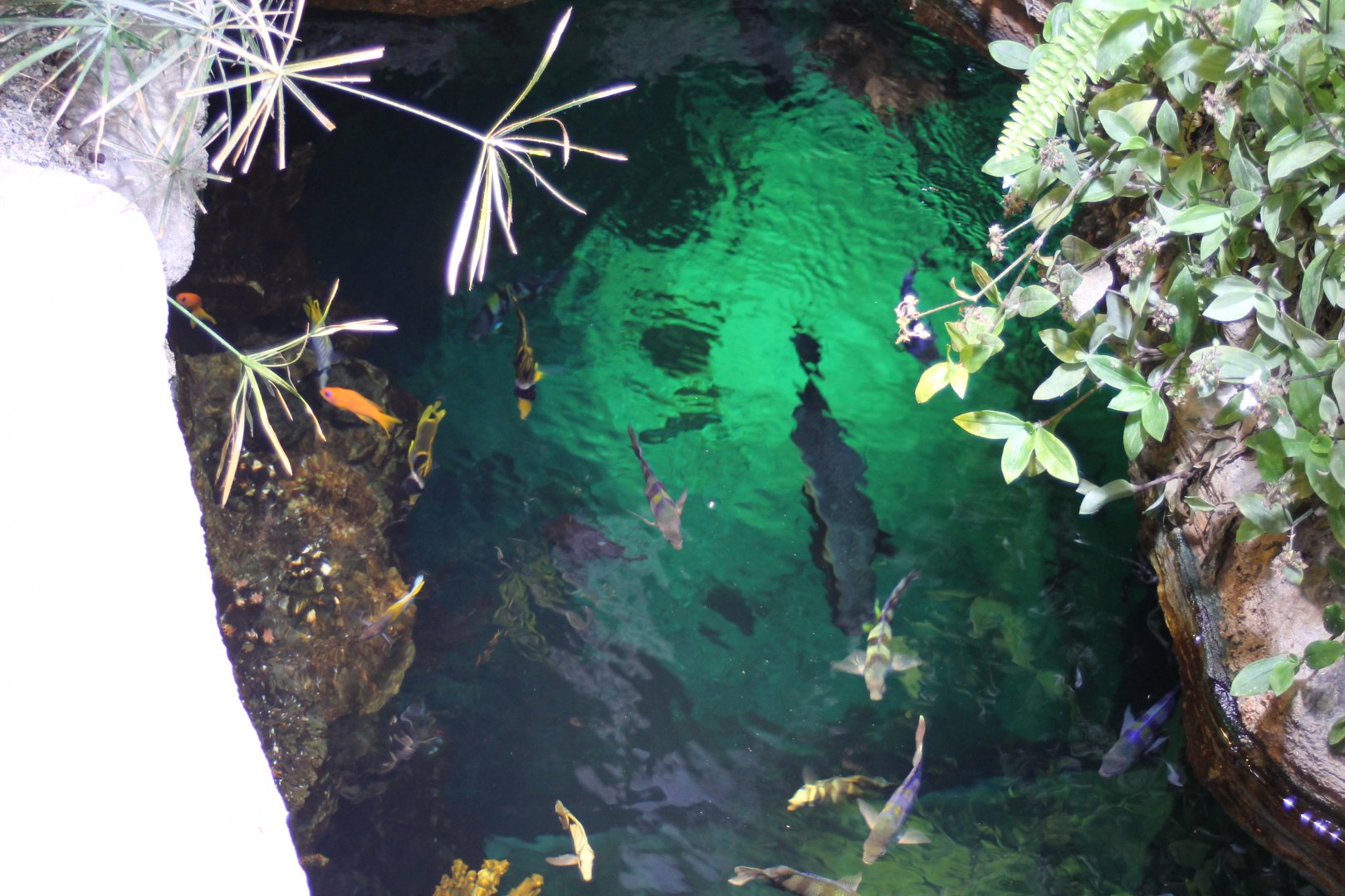 Coralfishes from above