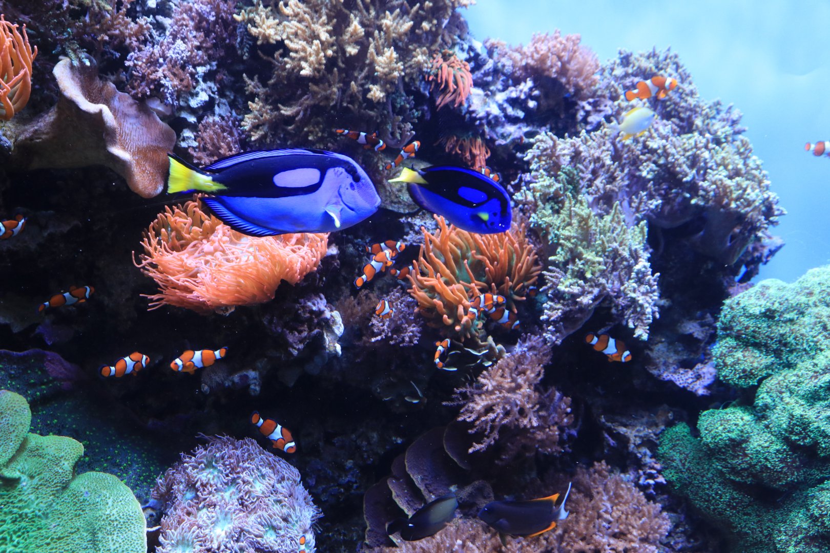 Corall fish (June 2019)