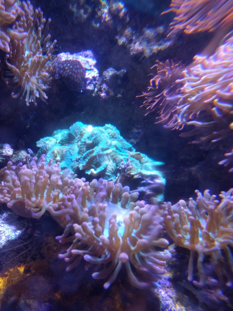 Corall Reef Tank