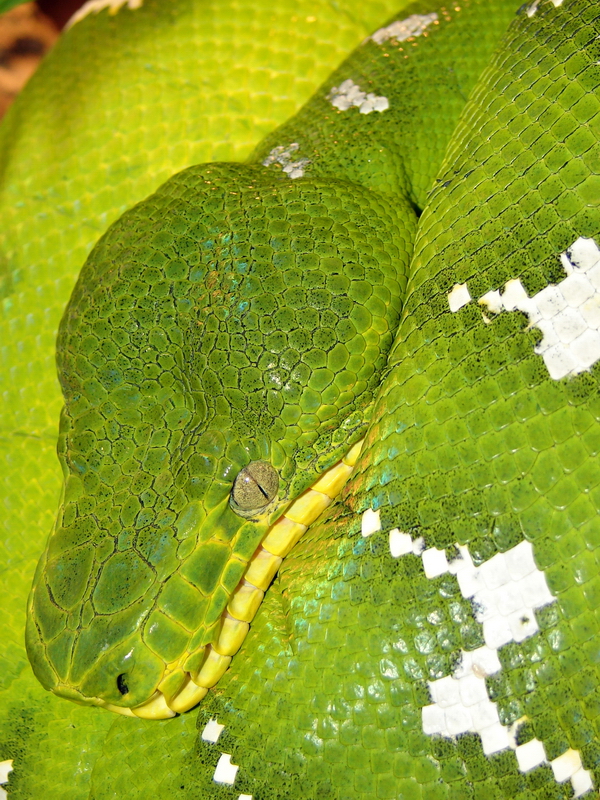 Corallus caninus / Emerald tree boa, Skansen Akvariet 20-11-2010.