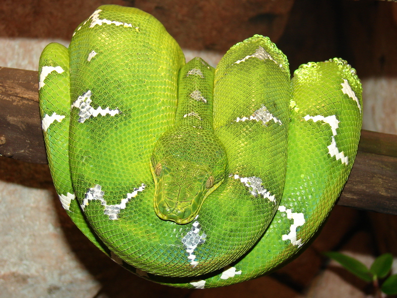 Corallus caninus / Emerald tree boa