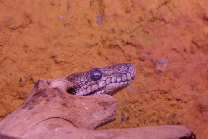 Corallus hortulanus cookii