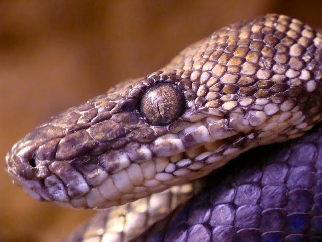 Corallus hortulanus cookii