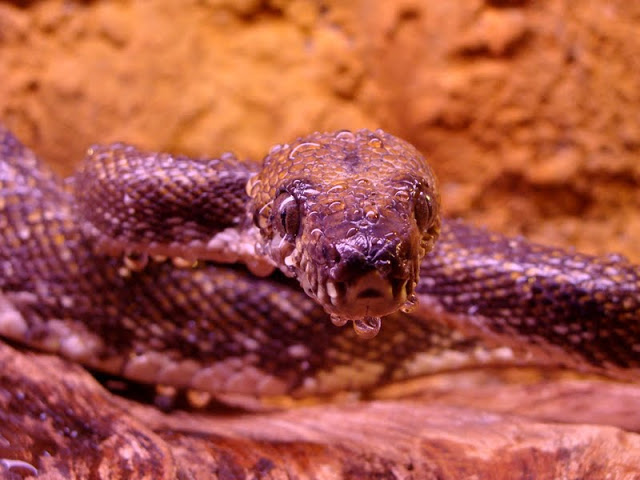 Corallus hortulanus cookii